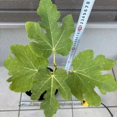 イチジク苗　バナーネ2年生苗　6号鉢ごとのサムネイル