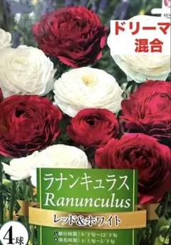 猫じゃらし様 リクエスト 2点 まとめ商品