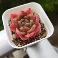 ishigaki様 リクエスト 3点 まとめ商品