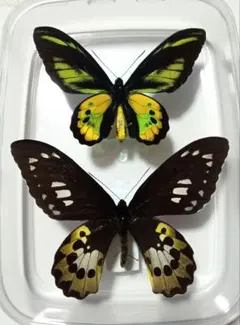 2026年最新】トリバネアゲハ 標本の人気アイテム - メルカリ