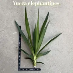 2025年最新】観葉植物 ユッカ エレファンティペスの人気アイテム