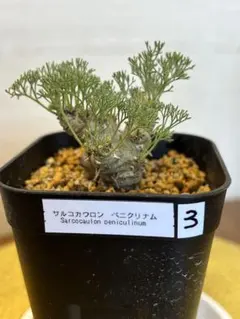 モンソニア・ぺニクリナム(Monsonia peniculinum)国内実生株4 - メルカリ