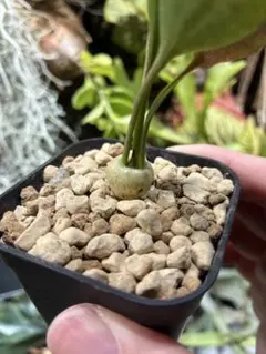 速達付きナシ様 リクエスト 3点 まとめ商品