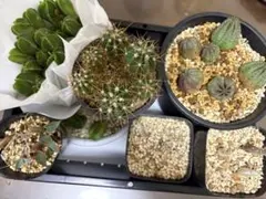 実生苗まとめ売り