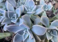 【多肉植物】エケベリア・根付き　手間要らず