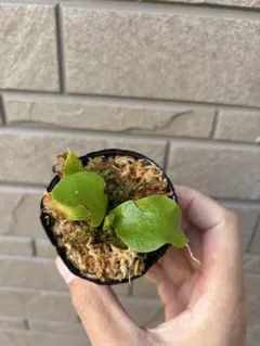 2026年最新】ビカクシダ ヒリードラゴンの人気アイテム - メルカリ