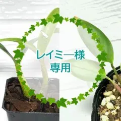 レイミ―様専用【抜き苗】原種デンドロビウムシルコッキーHクテナンテ グレイスター