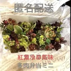 ちま寄せ　寄せ植え　カラフル多肉弁当　中サイズ