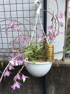 常緑樹 グレビレア サンキストウォーターズ 長さ約65cm 5号 ロング鉢