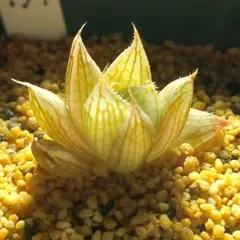 1487 オリビア実生錦カキコ多肉植物 ハオルチア アロエ - メルカリ