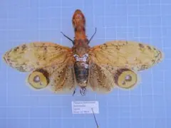 2026年最新】ハゴロモ 標本の人気アイテム - メルカリ