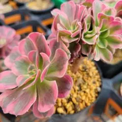 2025年最新】アエオニウム綴化の人気アイテム - メルカリ