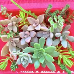 ⑦寄せ植えセット カット苗 詰め合わせ 多肉植物のサムネイル