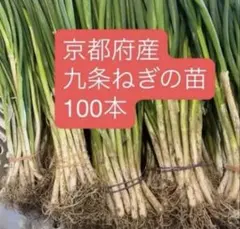京都府産 本場の京野菜 九条ねぎ苗 60本 - メルカリ