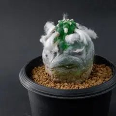 2025年最新】翠冠玉の人気アイテム - メルカリ