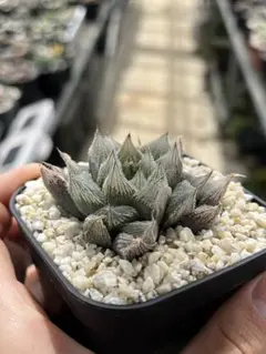 garochip5115様 リクエスト 2点 まとめ商品