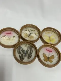 レア パチンコ 特殊景品 昆虫 蝶 標本 8点まとめ タイワン