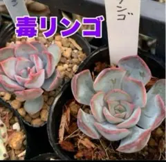 抜き苗✨毒りんご♥️ 2025年最新】毒りんご 多肉の人気アイテム - メルカリ