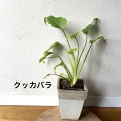 2026年最新】クッカバラの人気アイテム - メルカリ