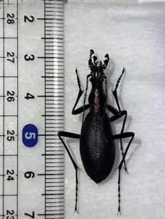 2026年最新】マイマイカブリ 標本の人気アイテム - メルカリ