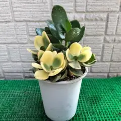 多肉植物 新花月錦 金のなる木 抜き苗 2つの脇芽付き - メルカリ