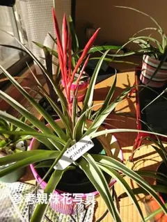 観葉植物；ミニパイン（5年生）約1m - メルカリ