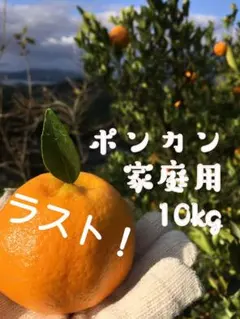 【ラスト！】ポンカン家庭用10kg
