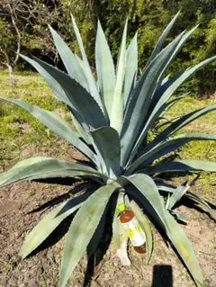 アメリカーナ　アオノリュウゼツラン　大型　アガベ