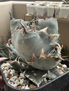 アガベ　チタノタブルー実生　子株 アガベ チタノタ 'ブルー' 実生株 Agave titanota 'Blue