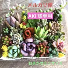 AKI'様専用♡おまかせ韓国苗セダム詰め合せ♡ちまちま寄せ植えカット苗セットU