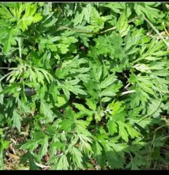 河村順子様 リクエスト 2点 まとめ商品