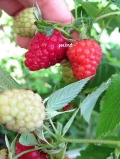 ラズベリー苗 Tulameen（トゥラミーン）行燈仕立て 2025年最新】ラズベリー 苗 トゥラミーンの人気アイテム - メルカリ