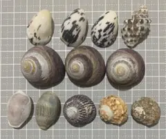 【351】ヤドカリハウス★貝殻セット オカヤドカリ