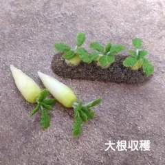 Item thumbnail for item 95556722-6b66-49b6-a888-39d47fb477c4