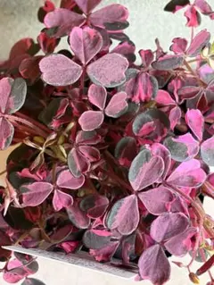 MIYABI様 リクエスト 3点 まとめ商品