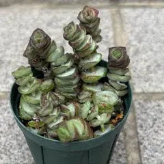 多肉植物　舞乙女　訳あり　カット苗のサムネイル