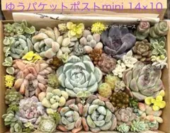 多肉植物寄せ植えセット - メルカリ