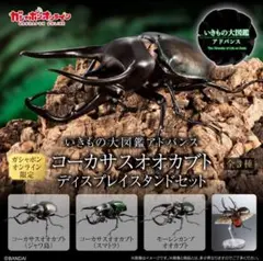 オンライン版　いきもの大図鑑アドバンス　コーカサスオオカブト　全3種コンプリート