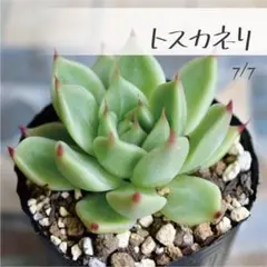 多肉植物【トスカネリ】エケベリア ポットごと or 抜き苗 6㎝ポットのサムネイル