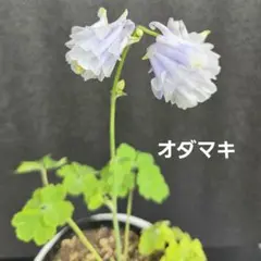 オダマキ苗　タワーライトブルーのサムネイル