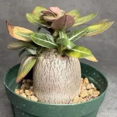 pocha様 リクエスト 4点 まとめ商品