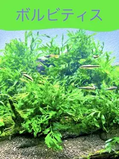 2026年最新】ボルビティスの人気アイテム - メルカリ