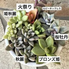 多肉植物カット苗6種類セット★桜牡丹★秋麗★火祭り★姫秋麗★ブロンズ姫その他⑬