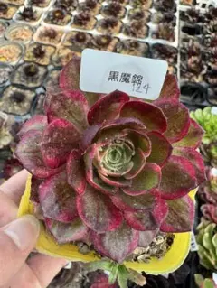 77#観葉植物アエオニウム❤️サラダボール中斑錦❤️大頭10cm 拔き苗