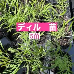 ディル 苗 5株セット【無農薬・元気な苗】第4種郵便のサムネイル