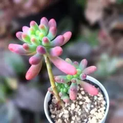 2025年最新】乙女心抜き苗の人気アイテム - メルカリ