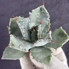 2025年最新】甲蟹の人気アイテム - メルカリ