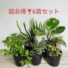 SALE 6苗セット　初心者セットのサムネイル