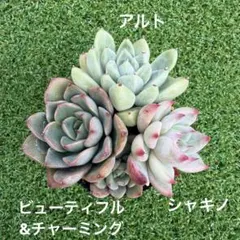 多肉植物 寄せ植え 多肉弁当