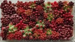 多肉植物　セダムカット苗セット②ピンクルルビー・乙女心